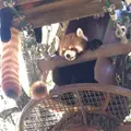 旭川市 旭山動物園の写真_514178