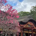 太宰府天満宮の写真_515135