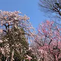 羽根木公園の写真_515814