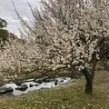 京都御苑の写真_516125