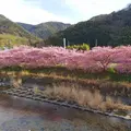 河津桜の写真_517776
