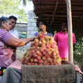 Negombo Rdの写真_520482