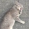 三崎漁港の写真_525386