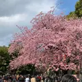 上野恩賜公園（上野公園）の写真_531881