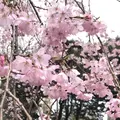 六義園の写真_535910