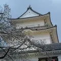 小田原城の写真_541477