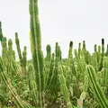 サボテン畑の写真_567318