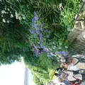 成就院の写真_586045