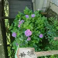 東慶寺の写真_586048