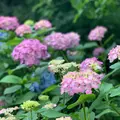 鎌倉駅の写真_598504