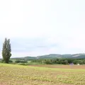 ケンとメリーの木の写真_633651