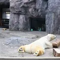 旭川市 旭山動物園の写真_633653