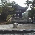 東大寺鐘楼(奈良太郎)の写真_636331