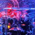 【閉業】アートアクアリウムの写真_639307