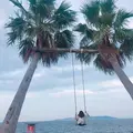 ヤシの木ブランコの写真_642923