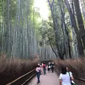 嵐山 竹林の小径の写真_650901