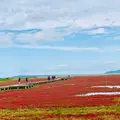 能取湖のサンゴ草群落の写真_654512