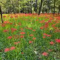 曼珠沙華公園の写真_656973