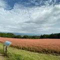 赤そばの里の写真_657627