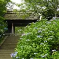 東慶寺の写真_658066