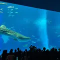 沖縄美ら海水族館の写真_658567