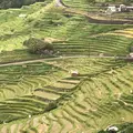 丸山千枚田の写真_659550