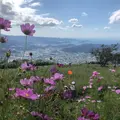 鷲ヶ峰コスモスパークの写真_663110