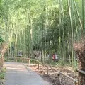 嵐山 竹林の小径の写真_674943