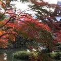 金戒光明寺の写真_690160