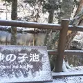 神の子池の写真_691216