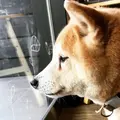 Dining café あん子の庭の写真_691315