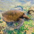 Haleiwa（ハレイワ）の写真_694872