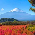 河口湖自然生活館の写真_696615