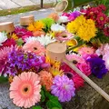 勝林寺の写真_697800