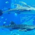 沖縄美ら海水族館の写真_700049