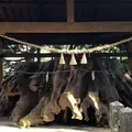国造神社の写真_715874