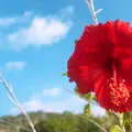 大神島の写真_716996