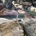 伊豆シャボテン動物公園の写真_719142