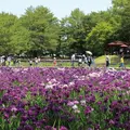 阿波岐原森林公園のハナショウブの写真_721873