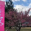 土肥桜の写真_723178