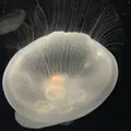 海遊館の写真_723498