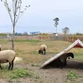 いわぬまひつじ村の写真_732521