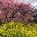 河津桜の写真_732907