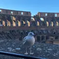Colosseo （コロッセオ）の写真_733342