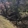 玉川上水旧水路 大山緑道の写真_735718