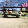 猫の細道の写真_738325