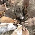 大久野島の写真_738337