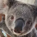 WILD LIFE Sydney Zoo（ワイルドライフ・シドニー動物園）の写真_746291