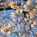 六実さくら通りの写真_748318