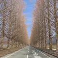 メタセコイア並木の写真_748528